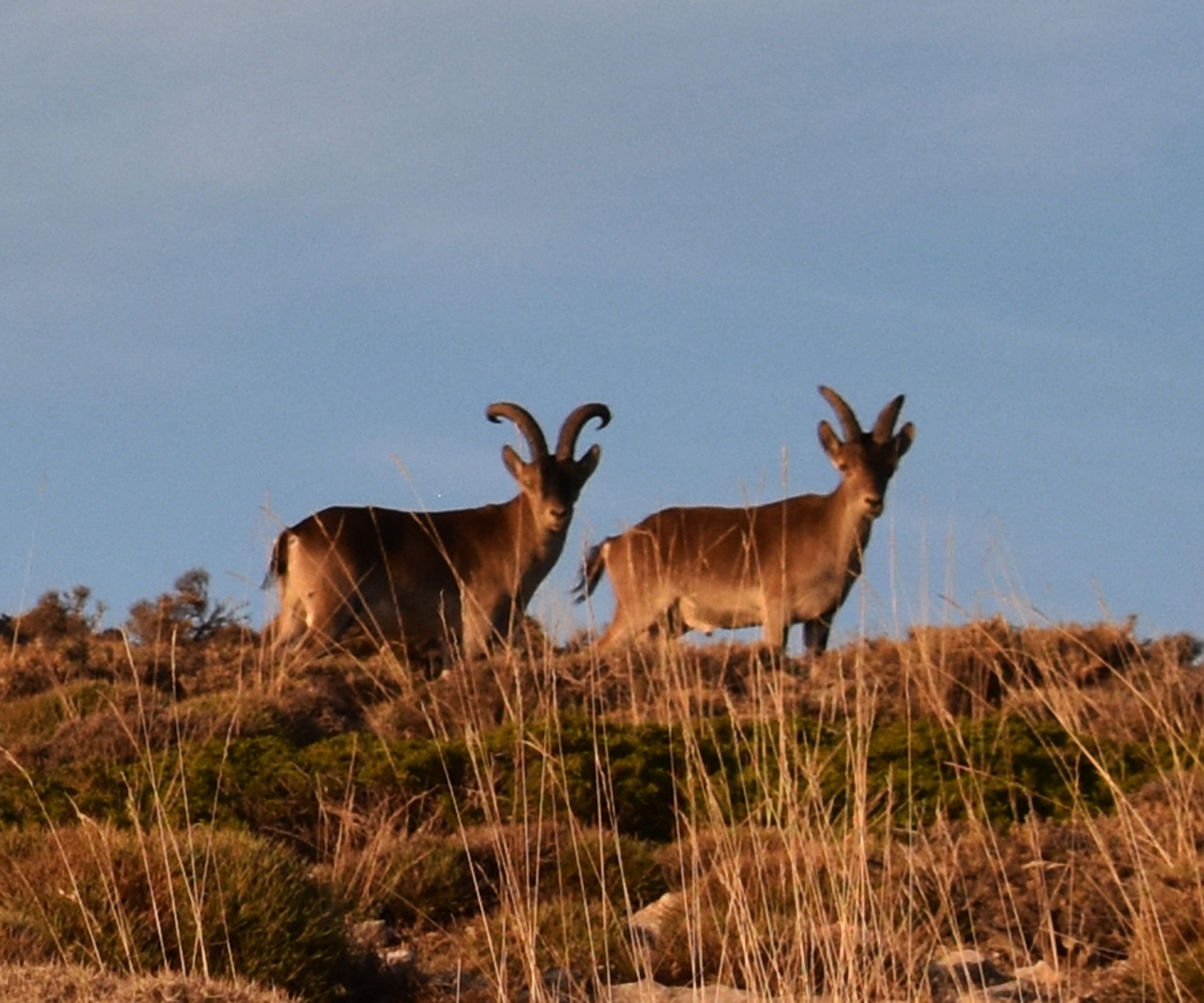 Vista panorámica de Sierra Nevada al atardecer durante una excursión guiada